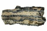 Mammoth Molar Slice With Case - South Carolina #349992-1
